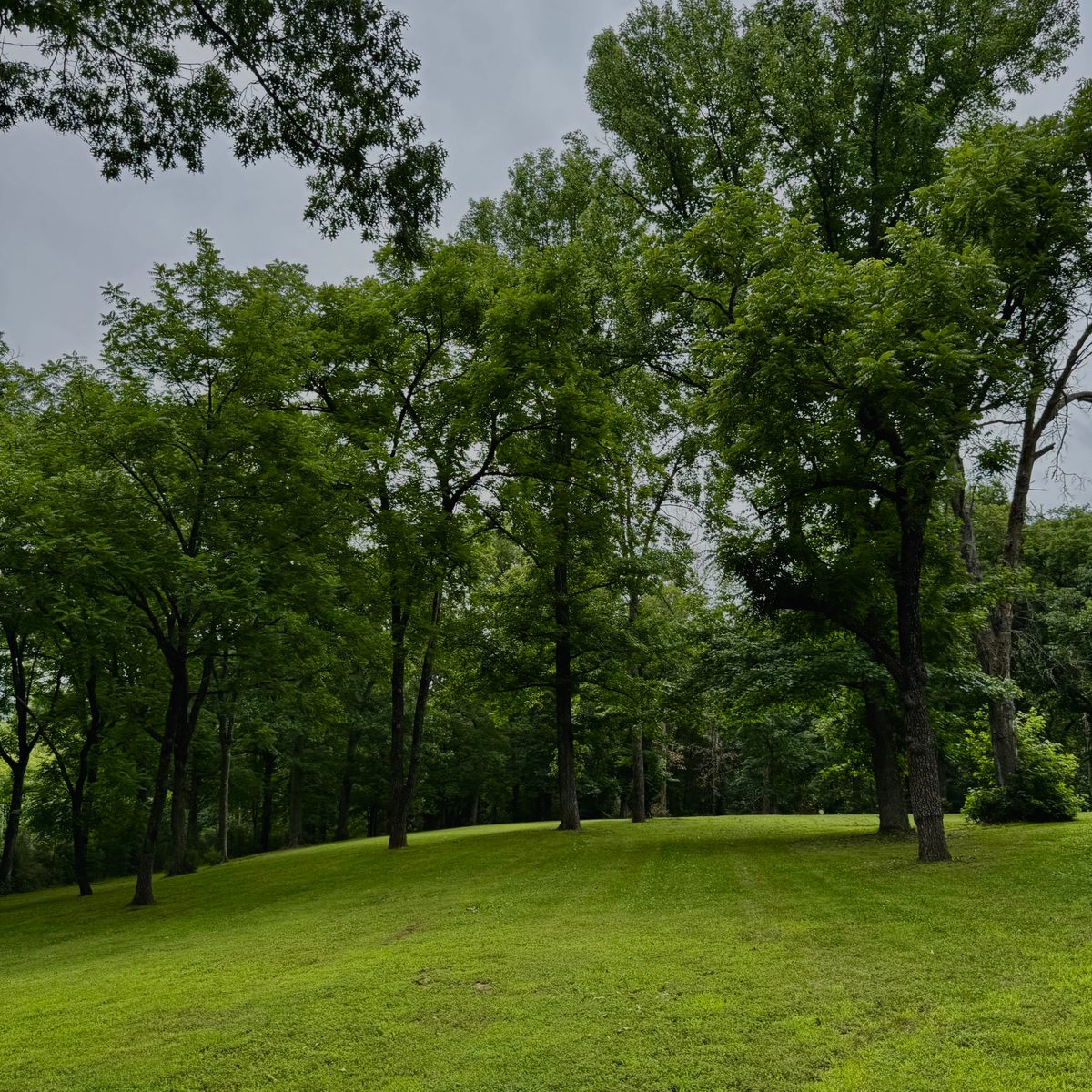 Sloped yard cut clean beside tall pines