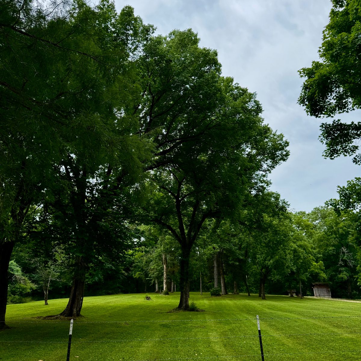Trimmed lawn beneath mature shade trees